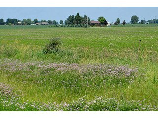Property photo 42 - LAND AUCTION - 700+/- ACRES OFFERED IN 16 TRACTS IN ALLEN COUNTY, INDIANA